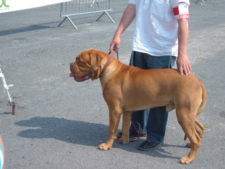 Bazil de la famille de vulcane